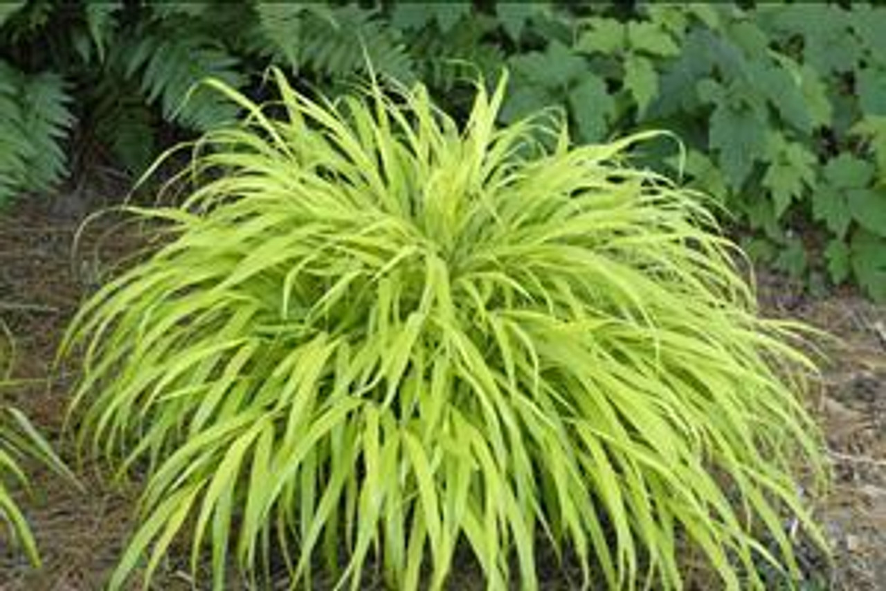 Hakonechloa macra All Gold 30ct Flat