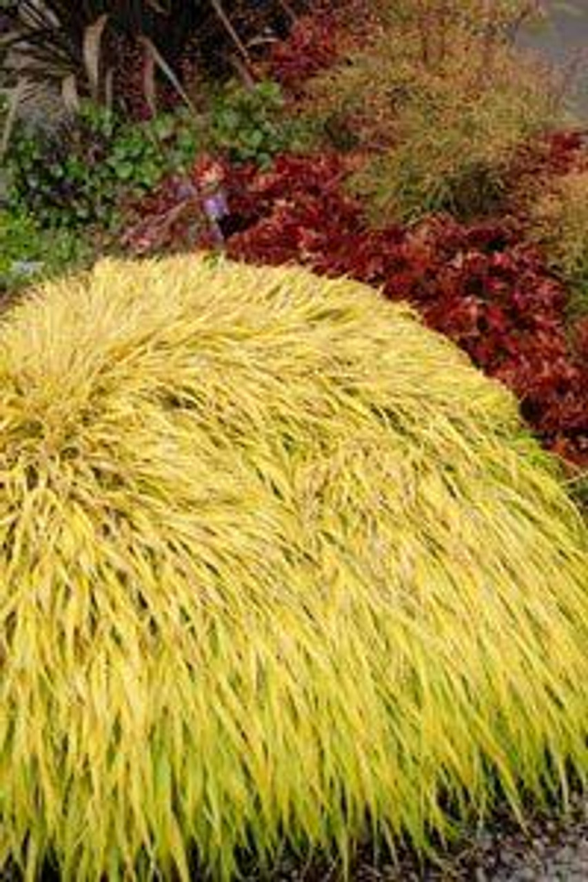 Hakonechloa macra All Gold 30ct Flat