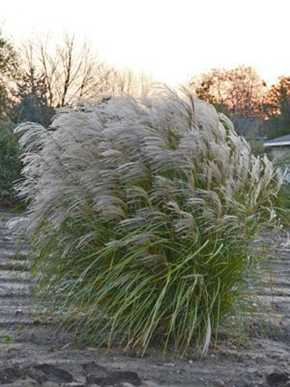 Miscanthus sinensis Autumn Anthem PPAF 30ct Flat