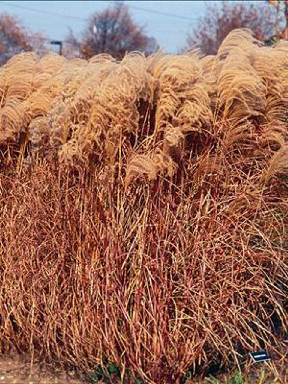 Miscanthus sinensis Gracillimus 30ct Flat