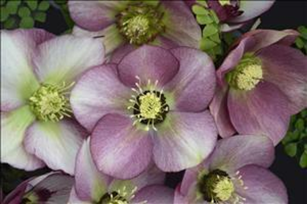 Helleborus Paris in Pink - HONEYMOON Series 20ct Flat