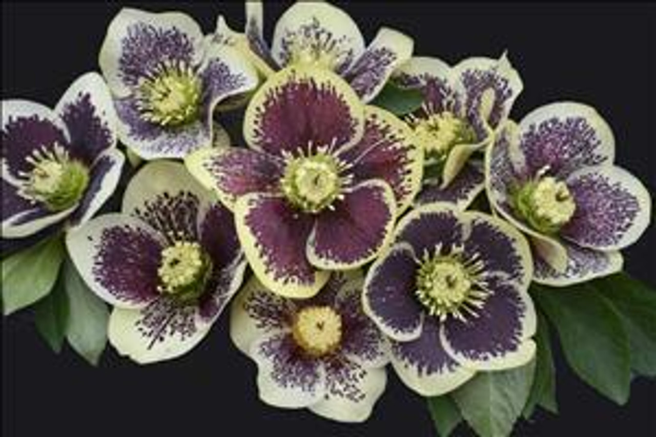 Helleborus Rio Carnival - HONEYMOON Series 20ct Flat