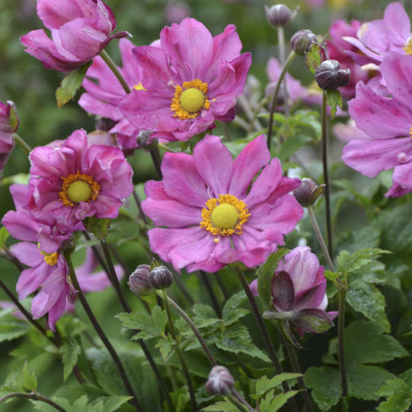 anemone様　ハーリップトゥ　４点　纏め anemone様 ハーリップトゥ 4点 纏め FALL IN LOVE™ 'Sweetly' Anemone