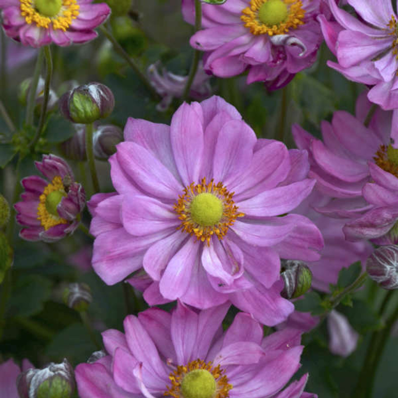 Anemone Curtain Call Pink