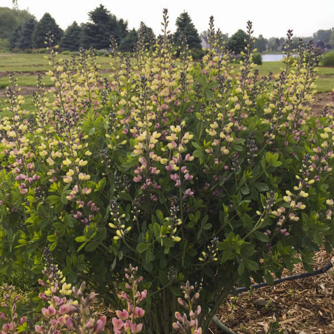 Baptisia Pink Lemonade PPAF 25 BR Plants