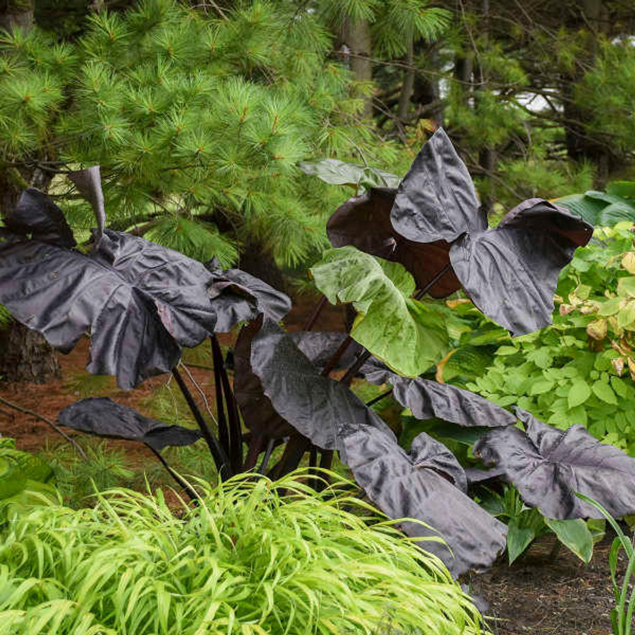 Colocasia 'Black Swan' PP30318 (20)ct Flat