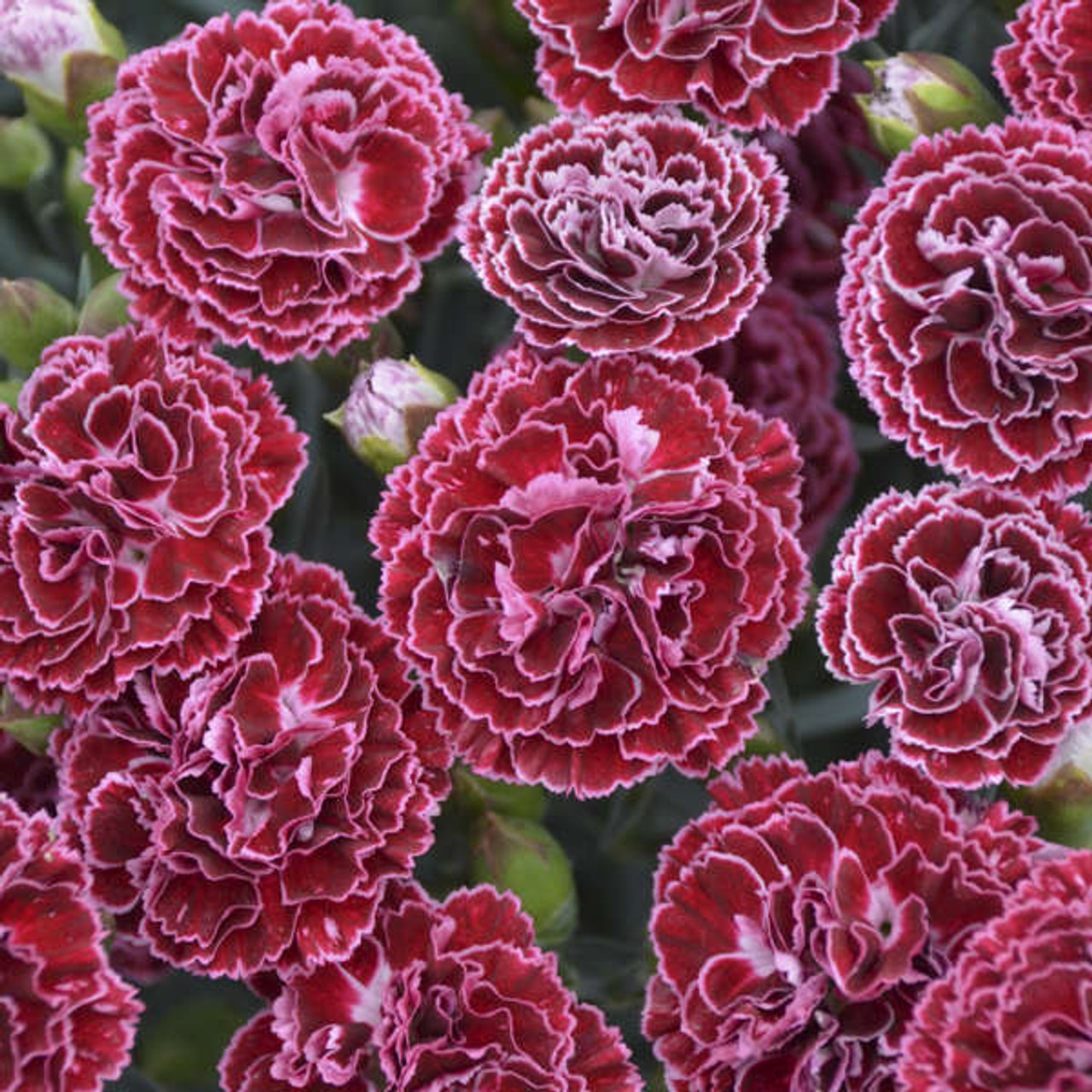 Dianthus Cherry Vanilla PPAF 30ct Flat