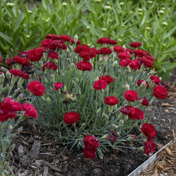 Dianthus 'Diamond Flash' Perennial Plant Sale Bloomin Designs Nursery
