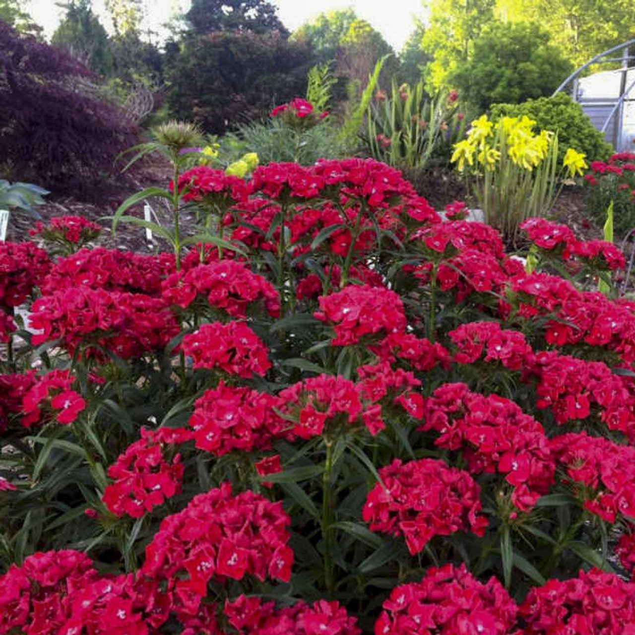 Dianthus b Scarlet Fever PPAF 30ct Flat