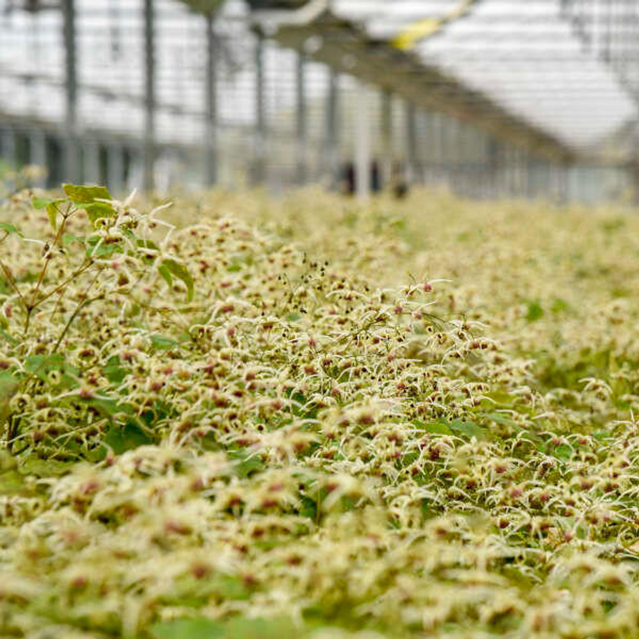 Epimedium 'Domino' (30)ct Flat