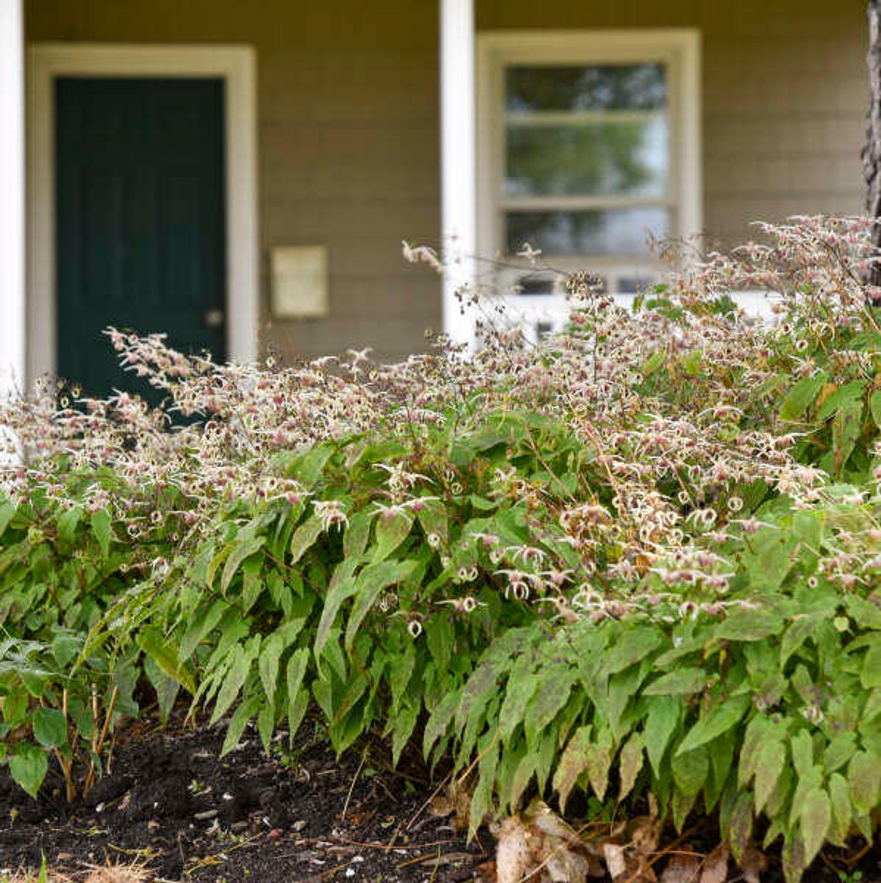 Epimedium 'Domino' (30)ct Flat