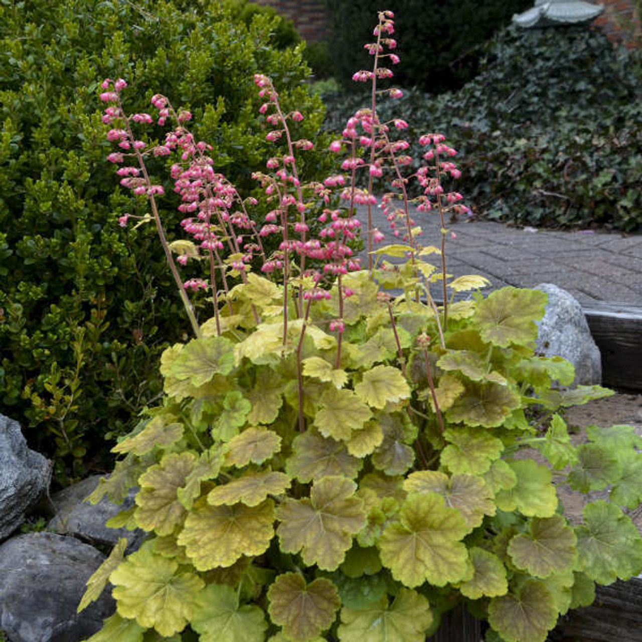 Heuchera Youre So Vein PPAF 20ct Flat