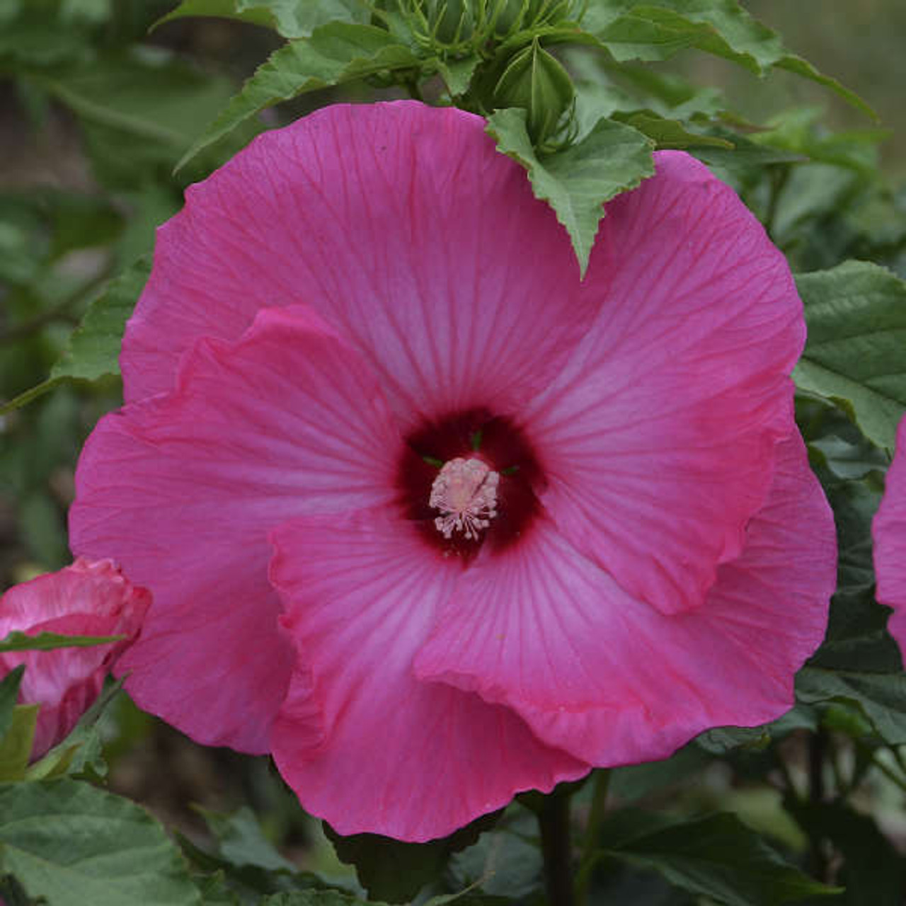 Hibiscus Airbrush Effect PPAF 25 BR Plants