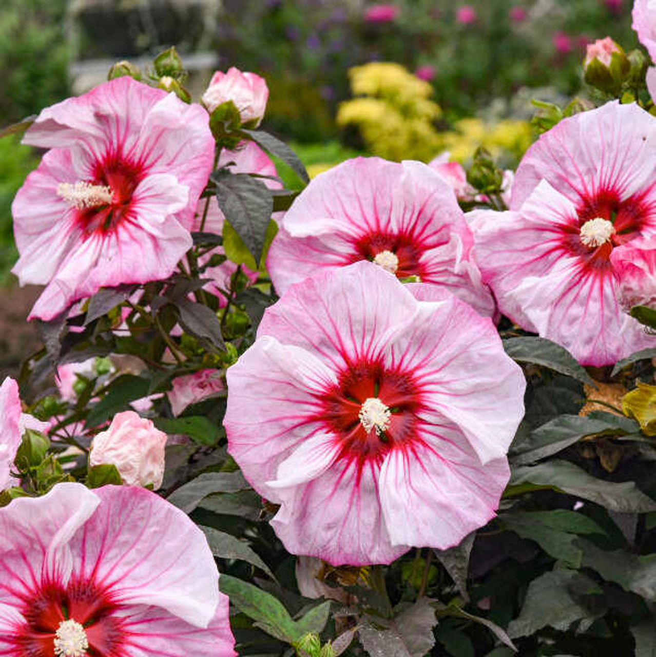 Hibiscus 'Cherry Choco Latte' PP30738 (25) BR Plants