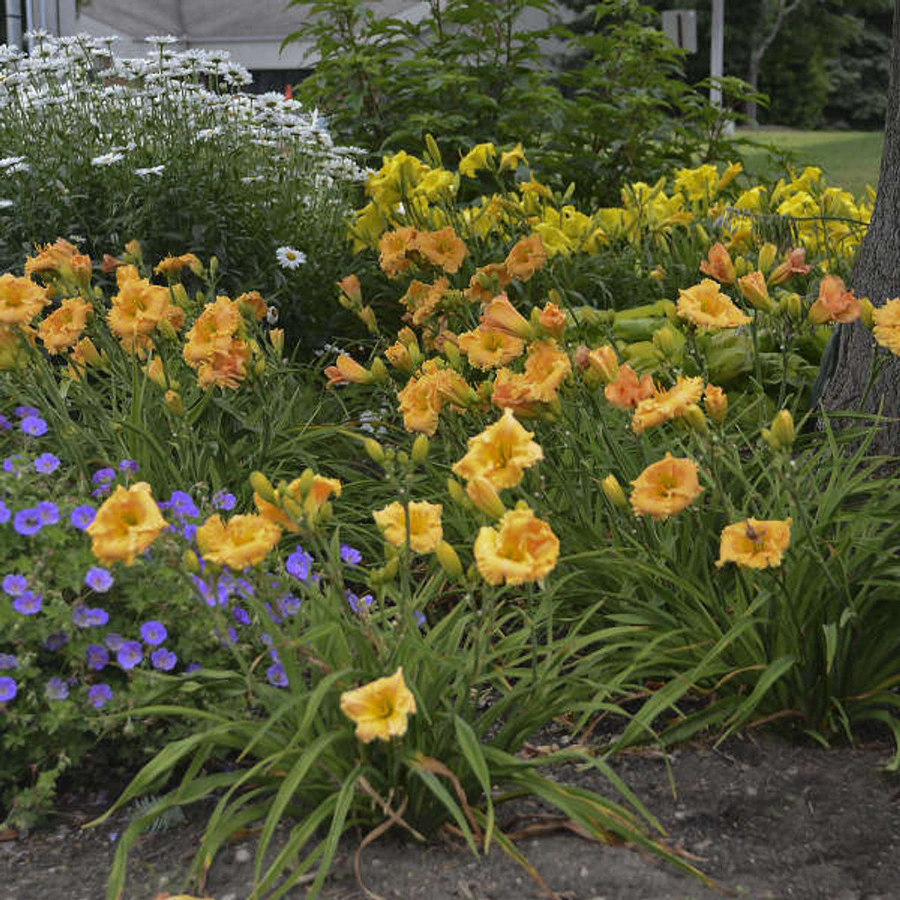 Hemerocallis Orange Smoothie PPAF 25 BR Plants