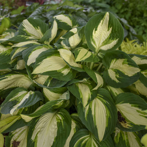 Hosta VULCAN shipped from Grower to your door