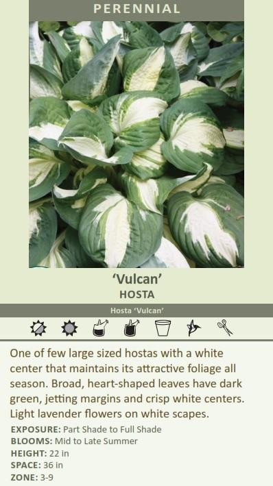 Hosta VULCAN shipped from Grower to your door
