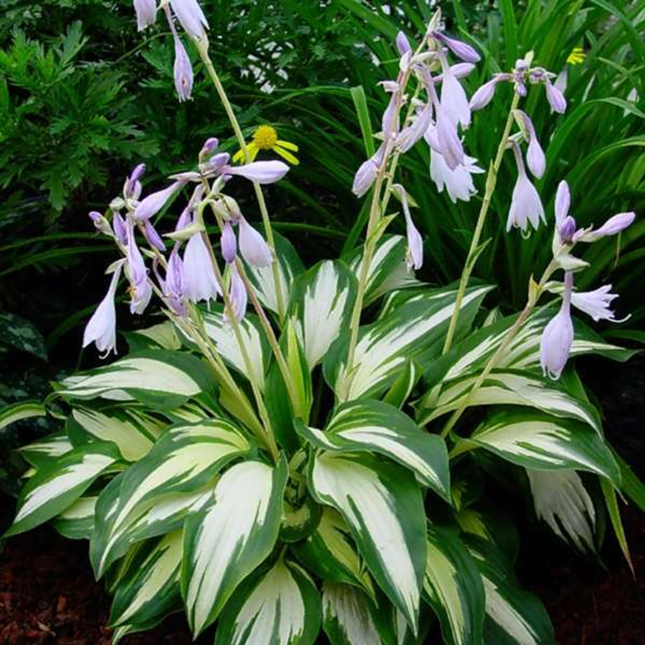 Hosta Christmas Candy 25 BR Plants