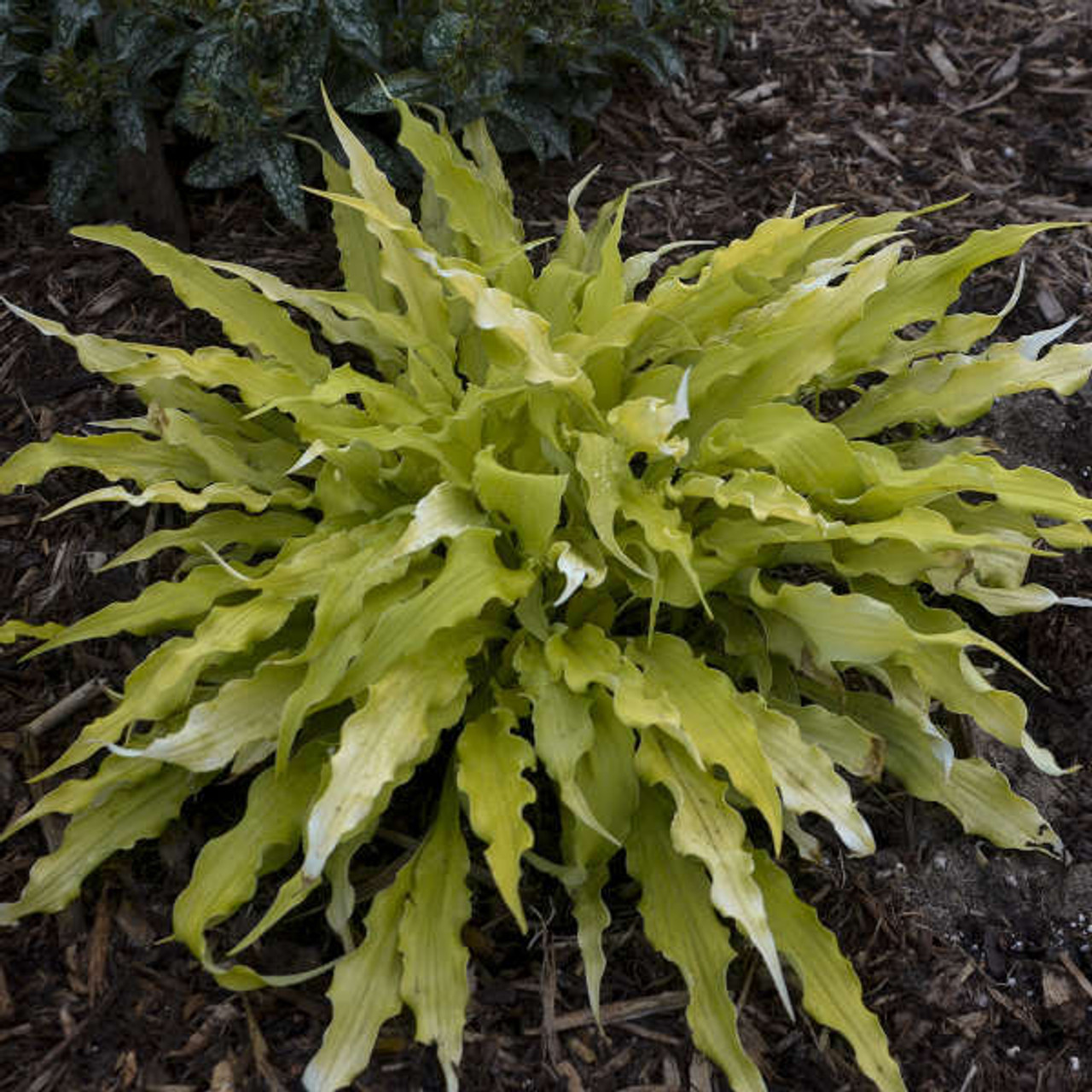 Hosta WIGGLES AND SQUIGGLES 20ct Flat