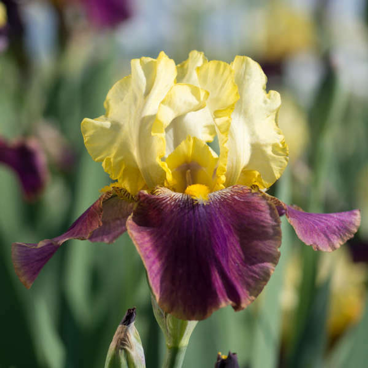 Iris Blatant 15ct Flat