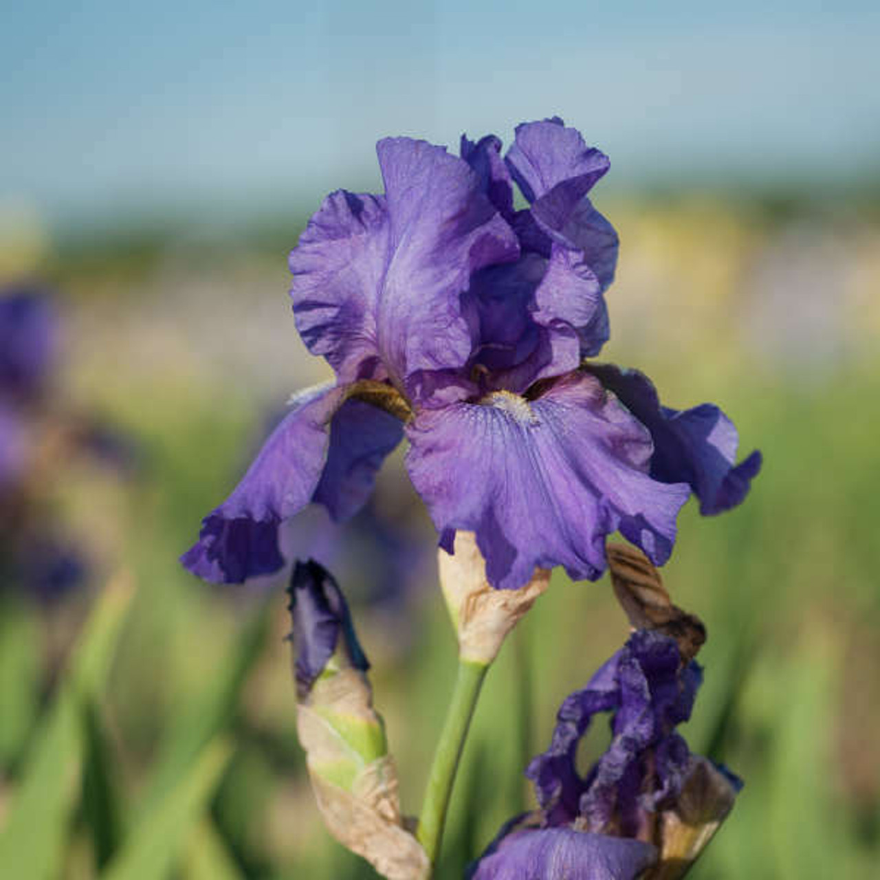 Iris His Royal Highness 15ct Flat