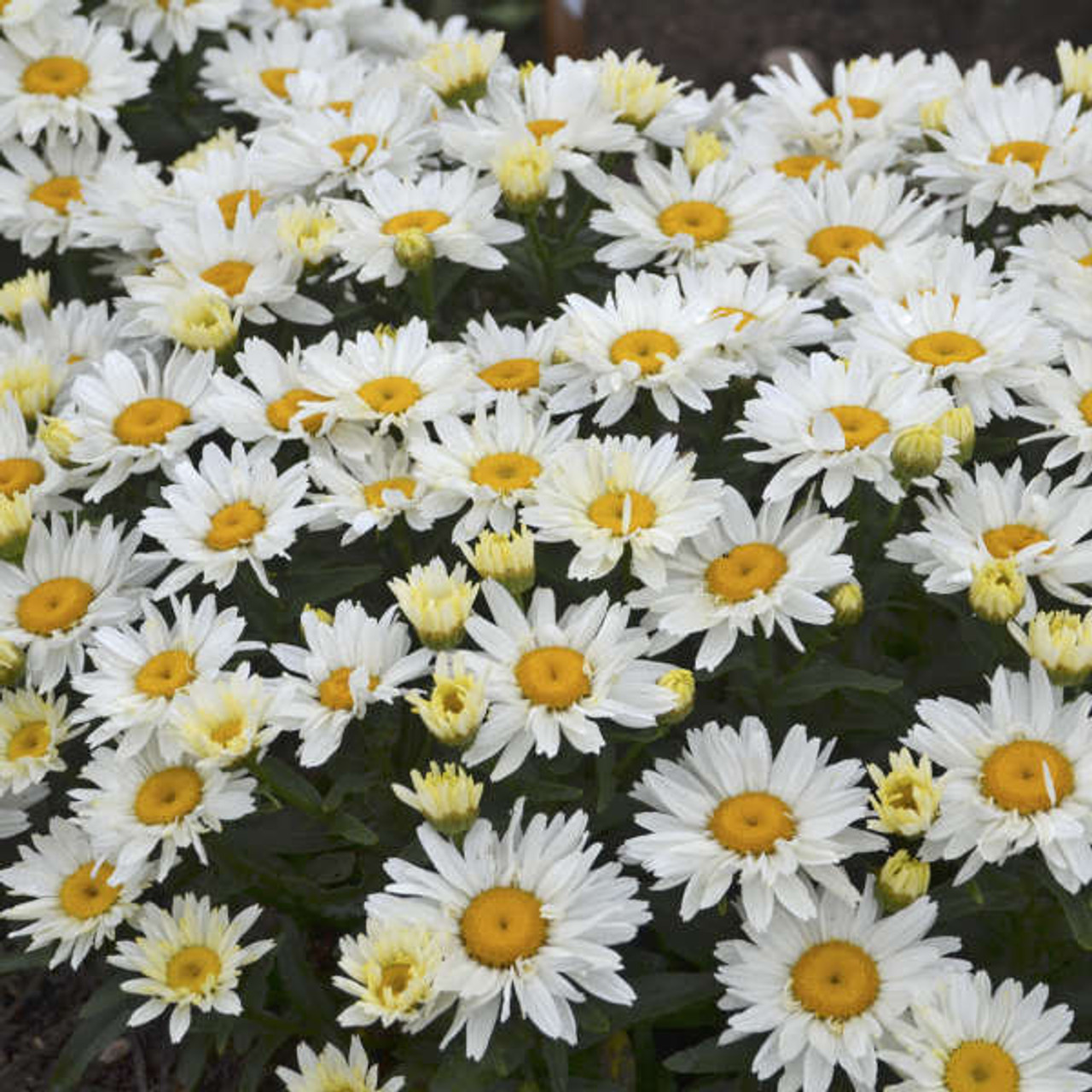 Leucanthemum s Cream Puff PPAF 30ct Flat