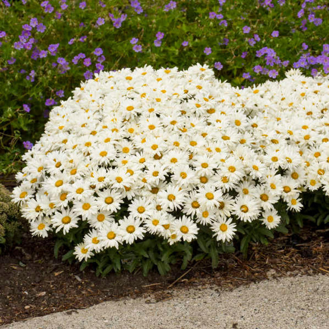 Leucanthemum s. 'Cream Puff' PP30074 (30)ct Flat