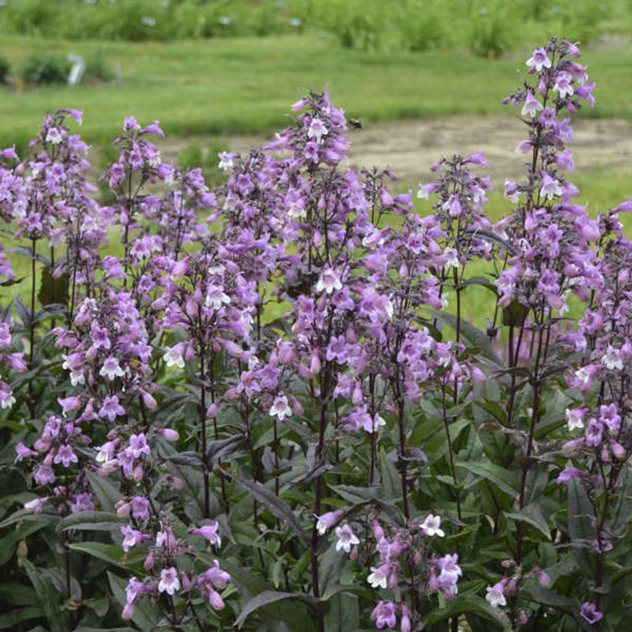 Penstemon Midnight Masquerade PPAF 25 BR Plants