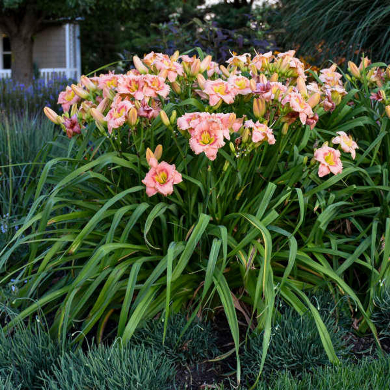 Hemerocallis ELEGANT CANDY 25 BR Plants
Photos courtesy of Walters Gardens, Inc