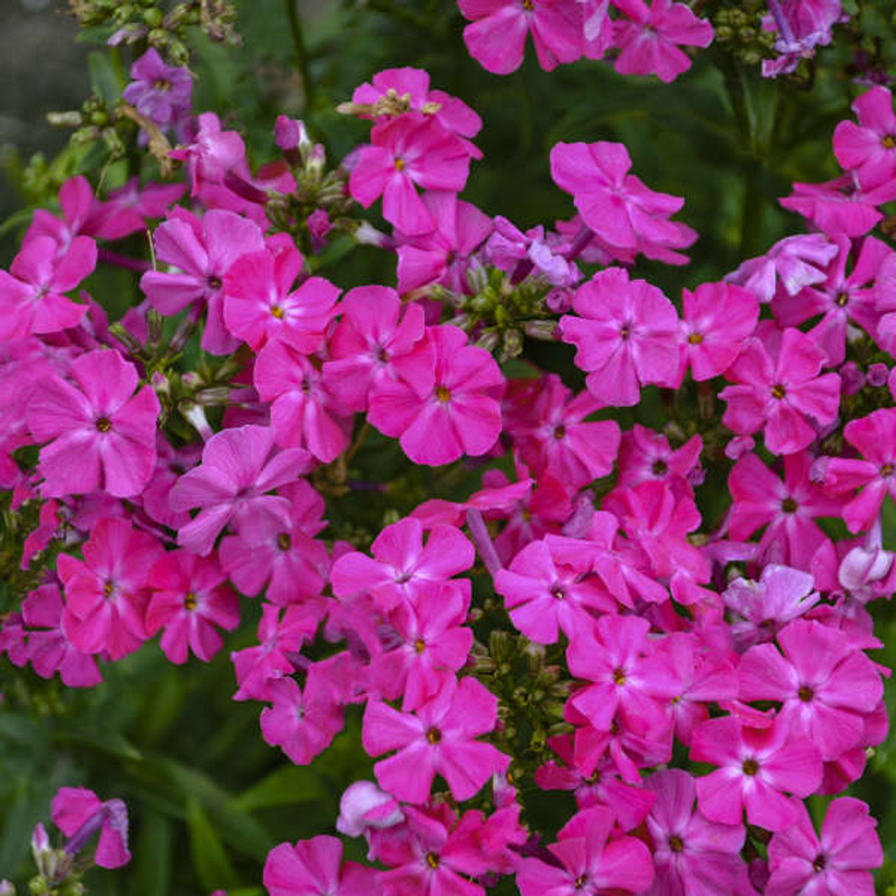 Phlox Kung Fuchsia PPAF 25 BR Plants