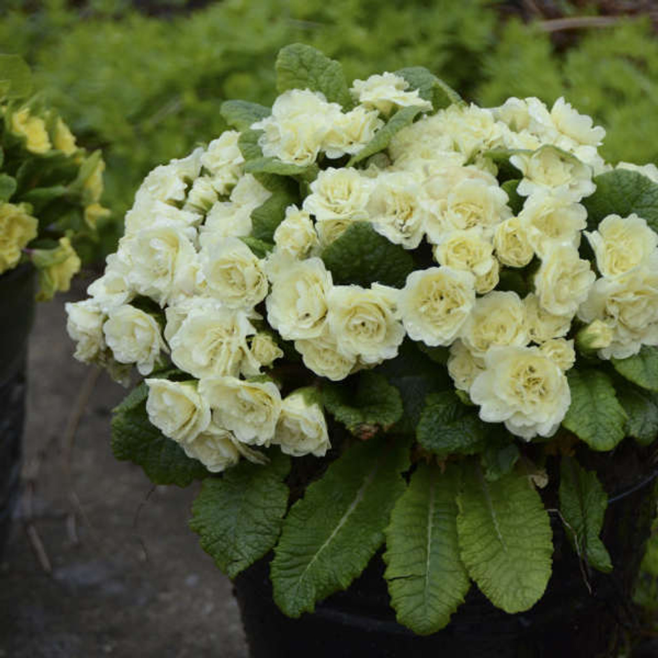 Primula BELARINA CREAM P v Kerbelcrem PP1620520ct Flat