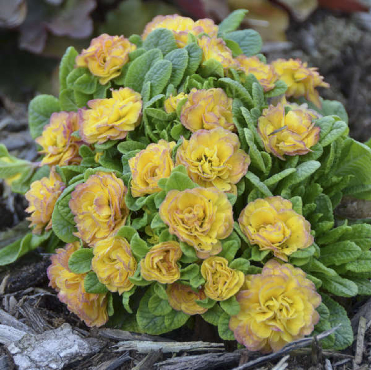 Primula BELARINA NECTARINE P v Kerbelnec PP1636520ct Flat