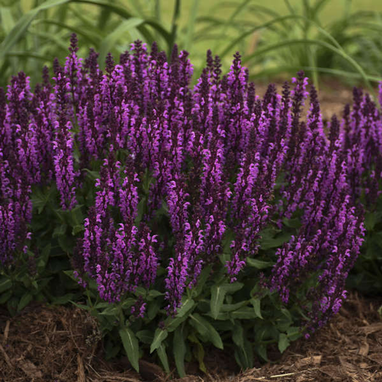 Salvia n Bumbleberry PP31602 25 BR Plants