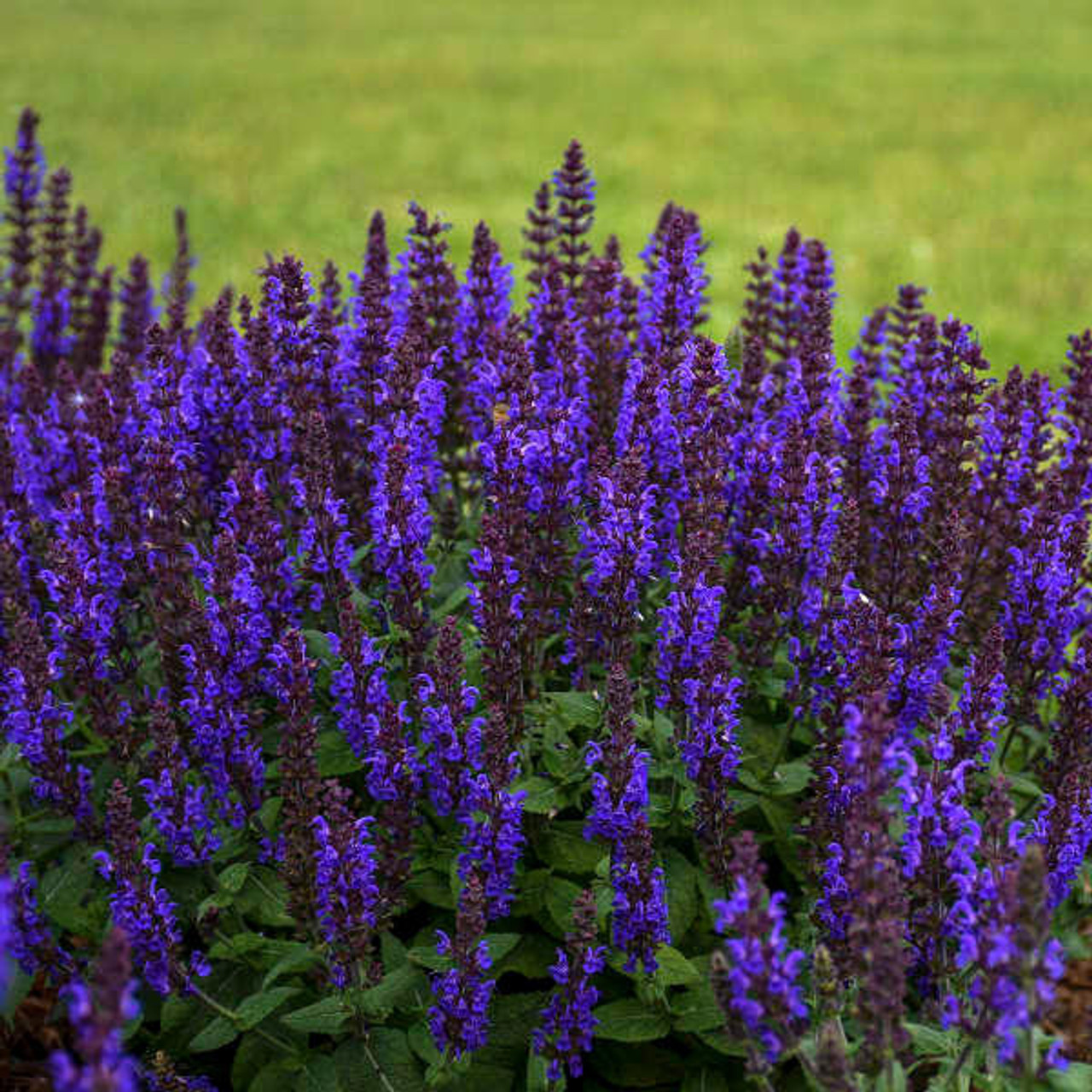 Salvia n. 'Bumbleblue' PP30084 (25) BR Plants