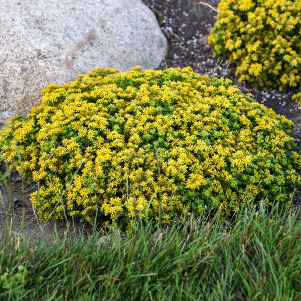 Sedum Little Miss Sunshineshipped from Grower to your door