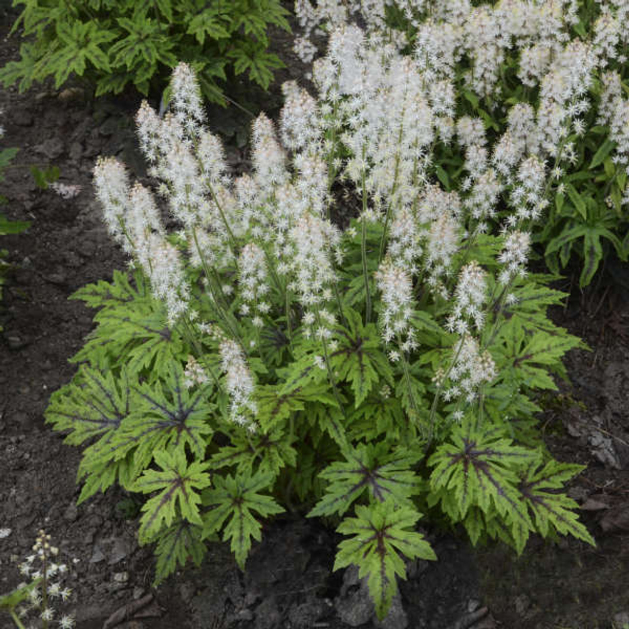 Tiarella Cutting Edge PPAF 30ct Flat