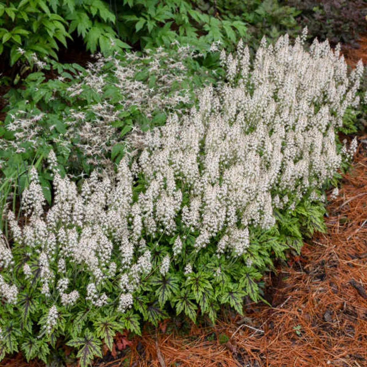 Tiarella 'Cutting Edge' PP29745 (30)ct Flat