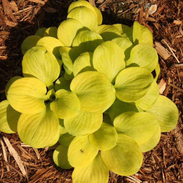 Hosta Sun Mouse PPAF 10ct Flat