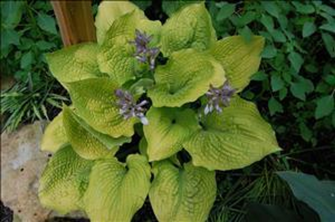 Hosta COAST TO COAST PPAF 25 BR Plants