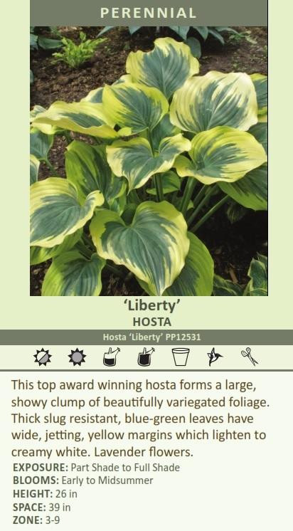 Hosta LIBERTY PP#12,531 25 BR Plants