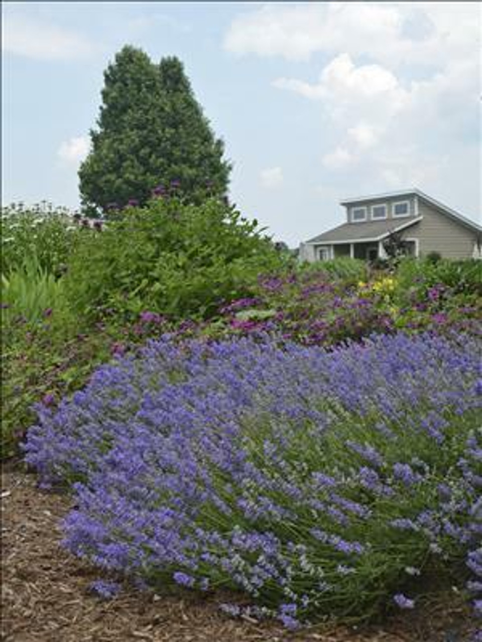 Lavandula a Blue Cushion 20ct Flat