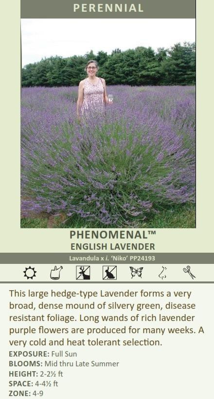 Lavandula x i. PHENOMENAL TM ('Niko' PP24193) shipped from Grower