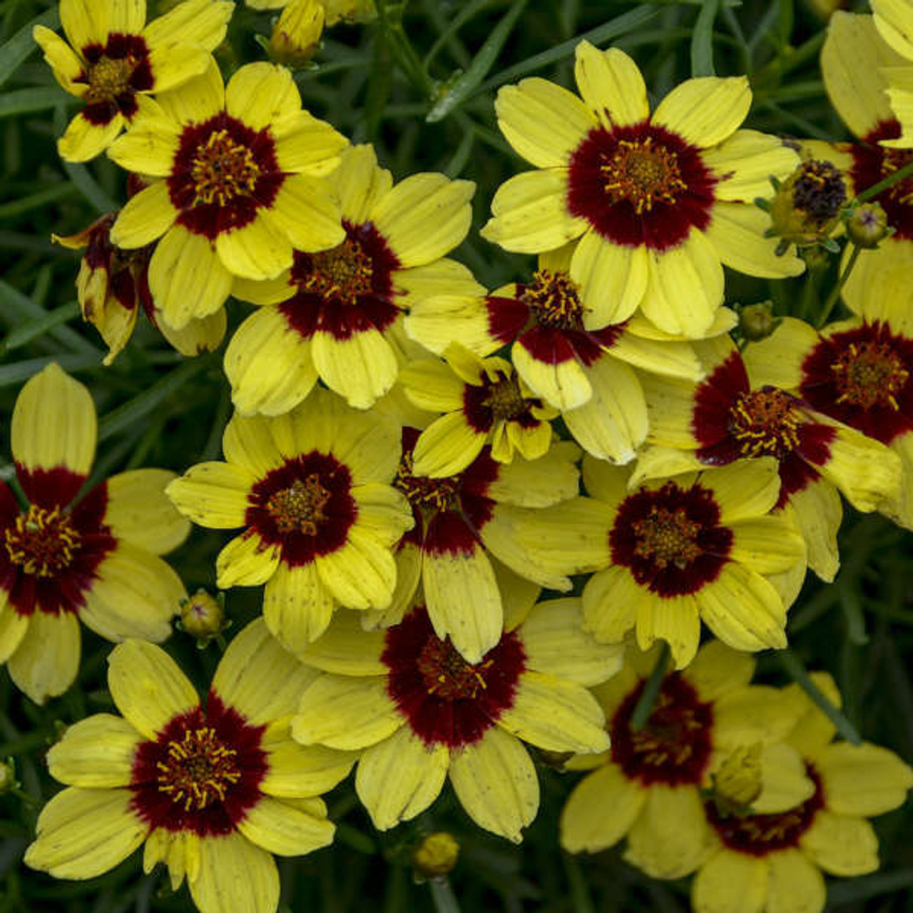 Coreopsis v Sassy Saffron PPAF 25 BR Plants