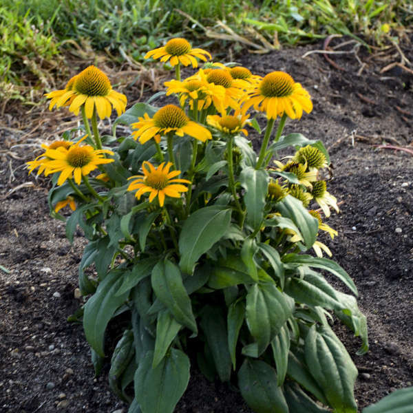 Echinacea Canary PPAF 30ct Flat