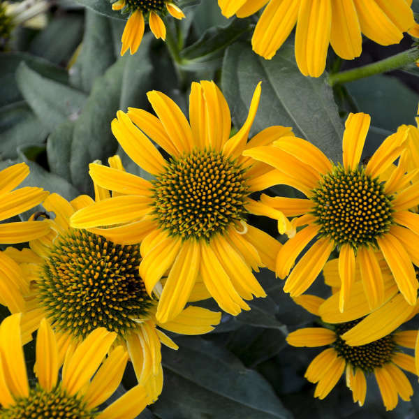 Echinacea Canary PPAF 30ct Flat