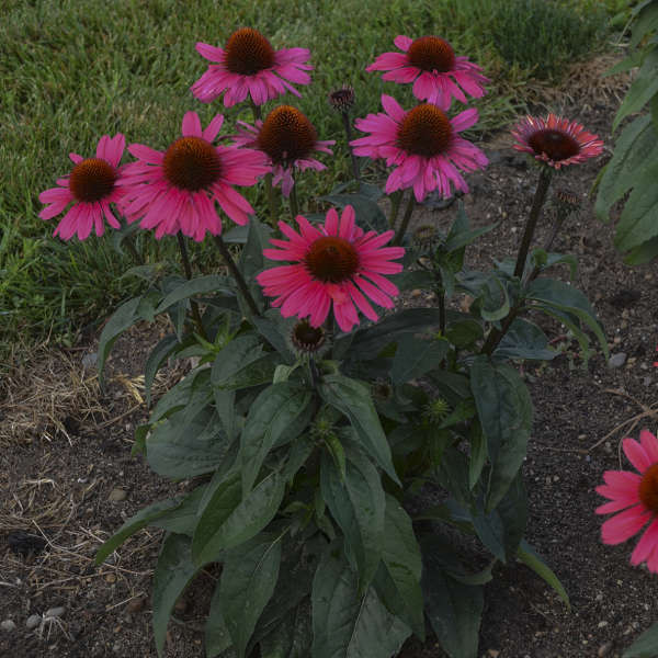 Echinacea 'Coral Craze' shipped from Grower to your door