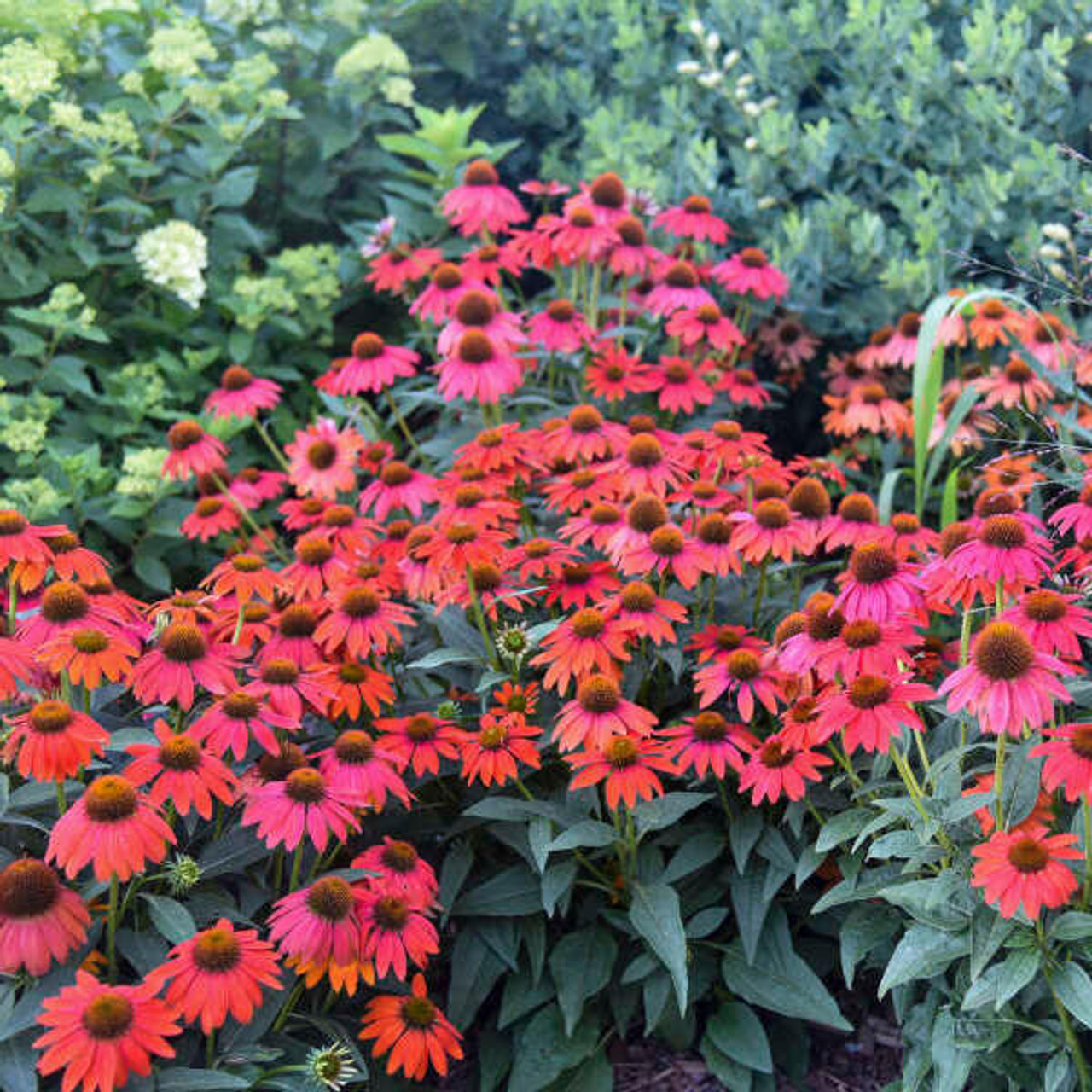 Echinacea Firefinch (30)ct Flat