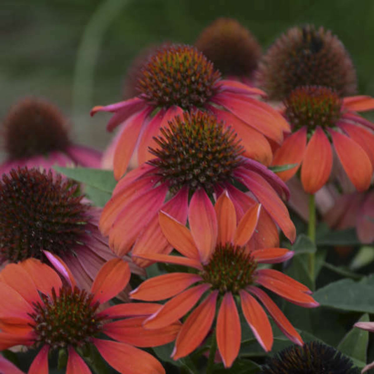 Echinacea Firefinch
Photos courtesy of Walters Gardens, Inc.