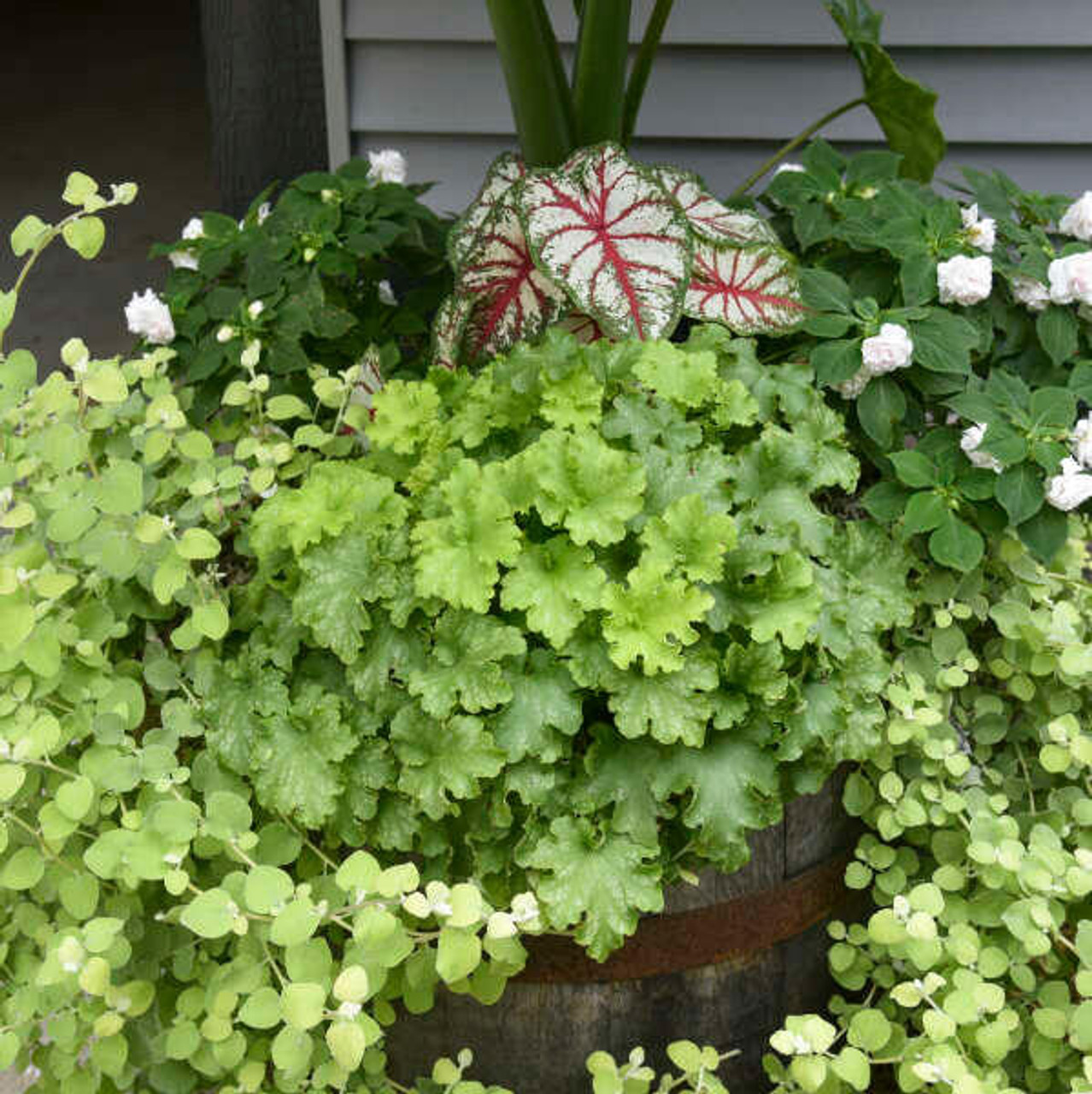 Heuchera 'Apple Twist' PP31221 (20)ct Flat