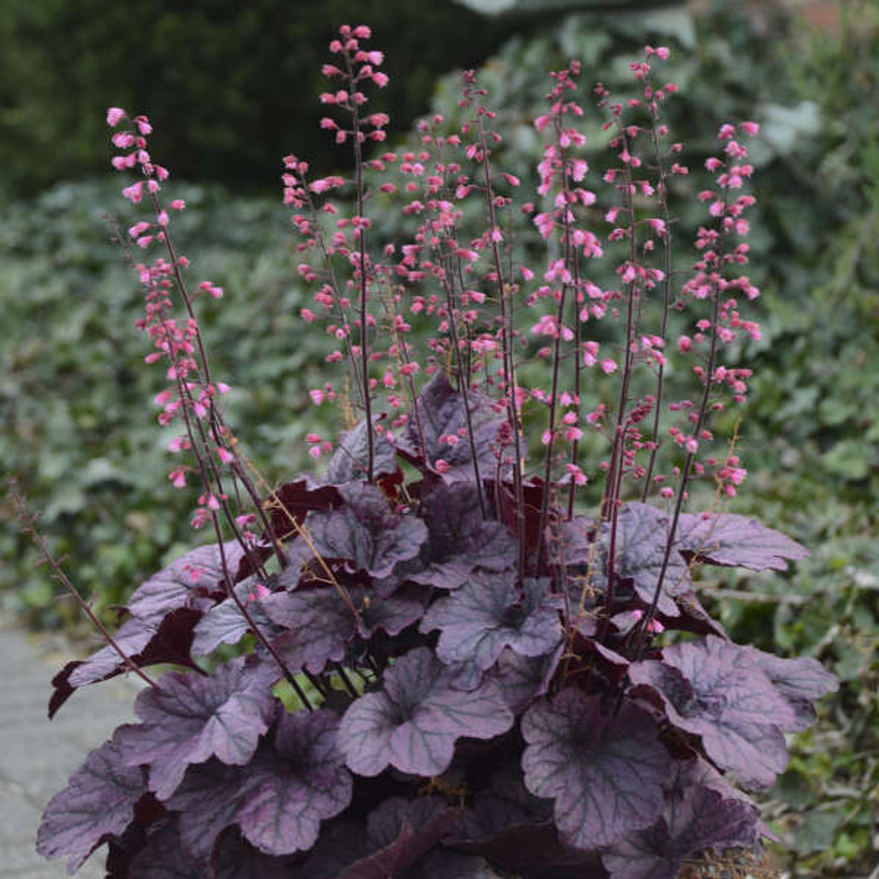 Heuchera Grape Timeless PPAF 20ct Flat